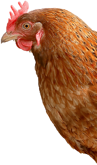 Image d'une poule